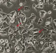 lol-关于x乧?8?&amp;,胞摫"氒瞸"?閽婽,的信息